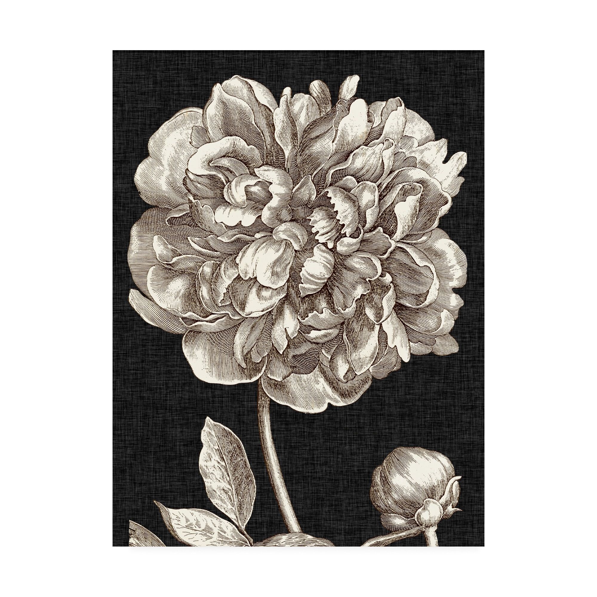 Dramatic Peony Black and White Canvas Art Print