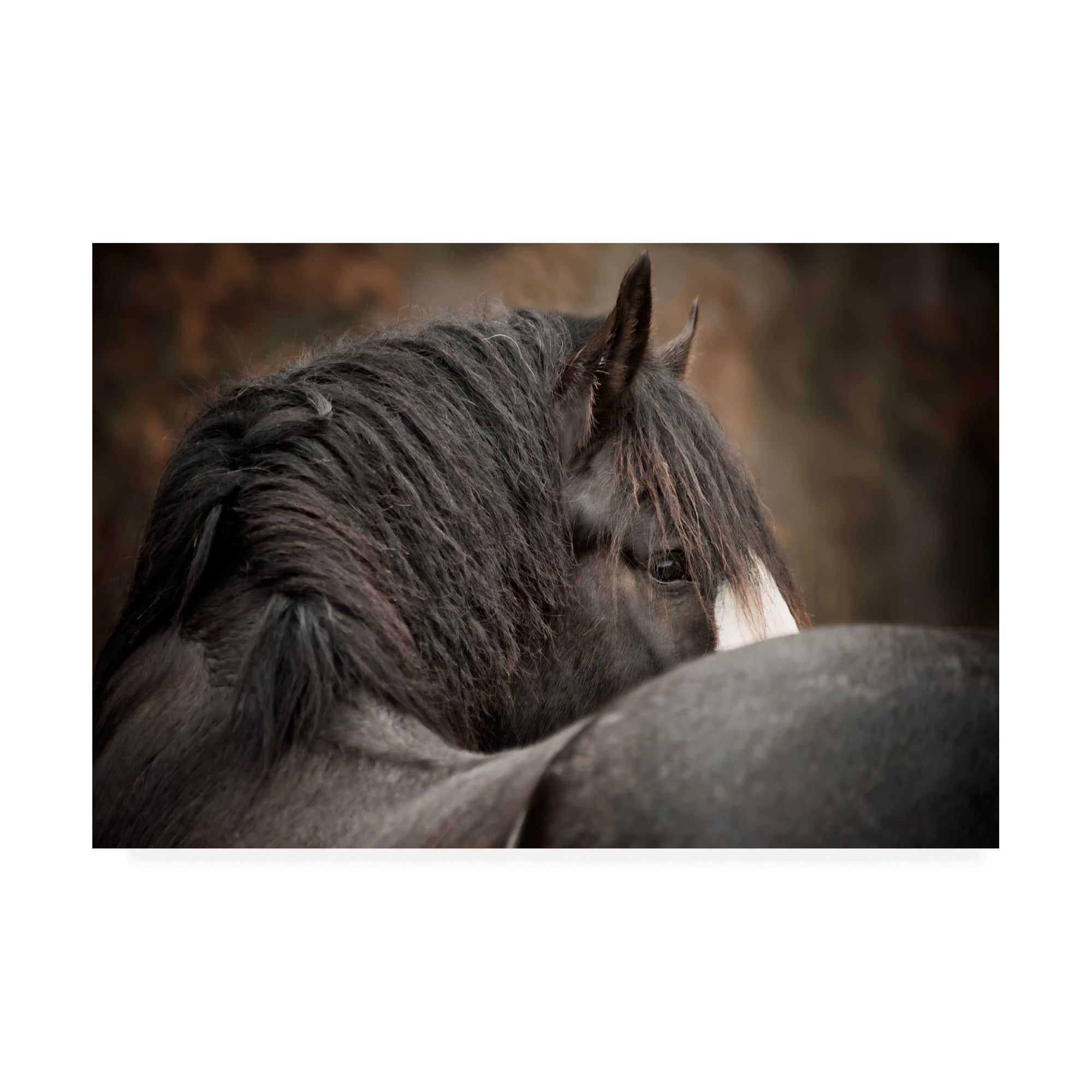 Majestic Horse Looking Back Canvas Print, 22 x 32