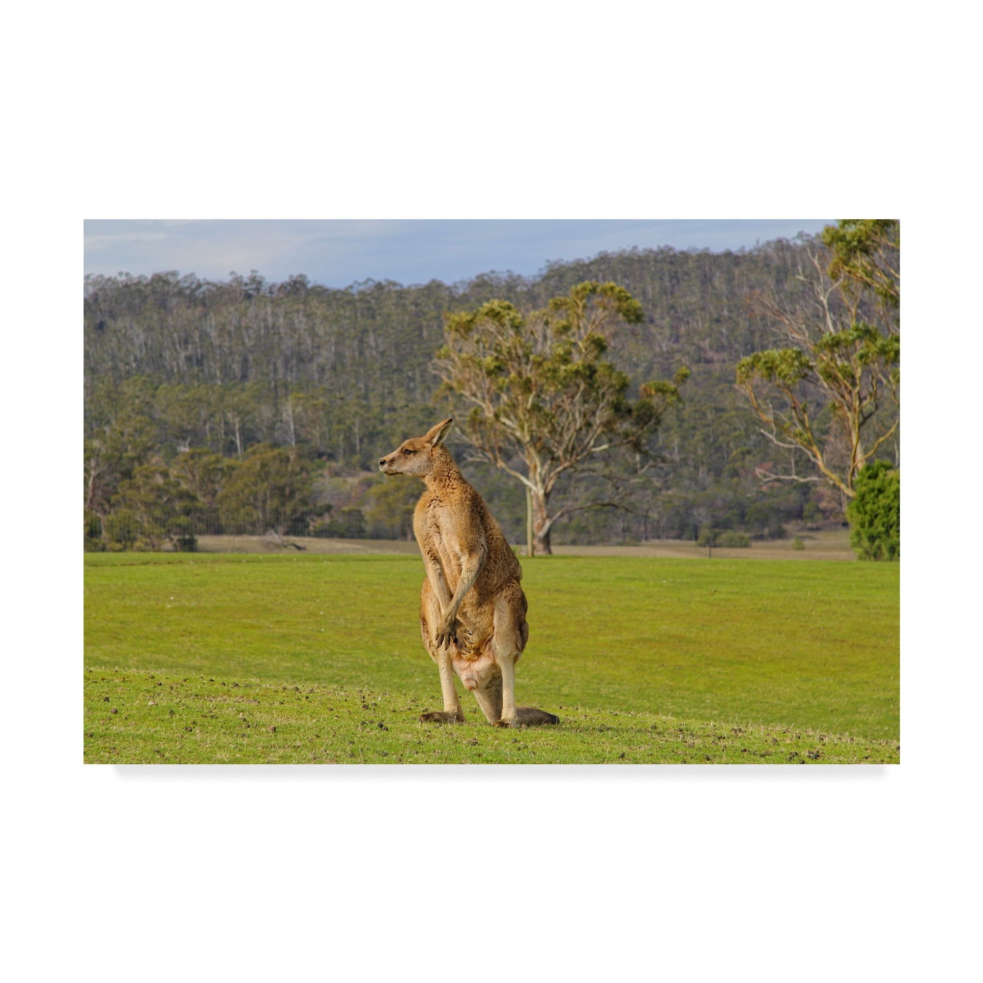 Modern Framed Kangaroo Canvas Art 12 x 19