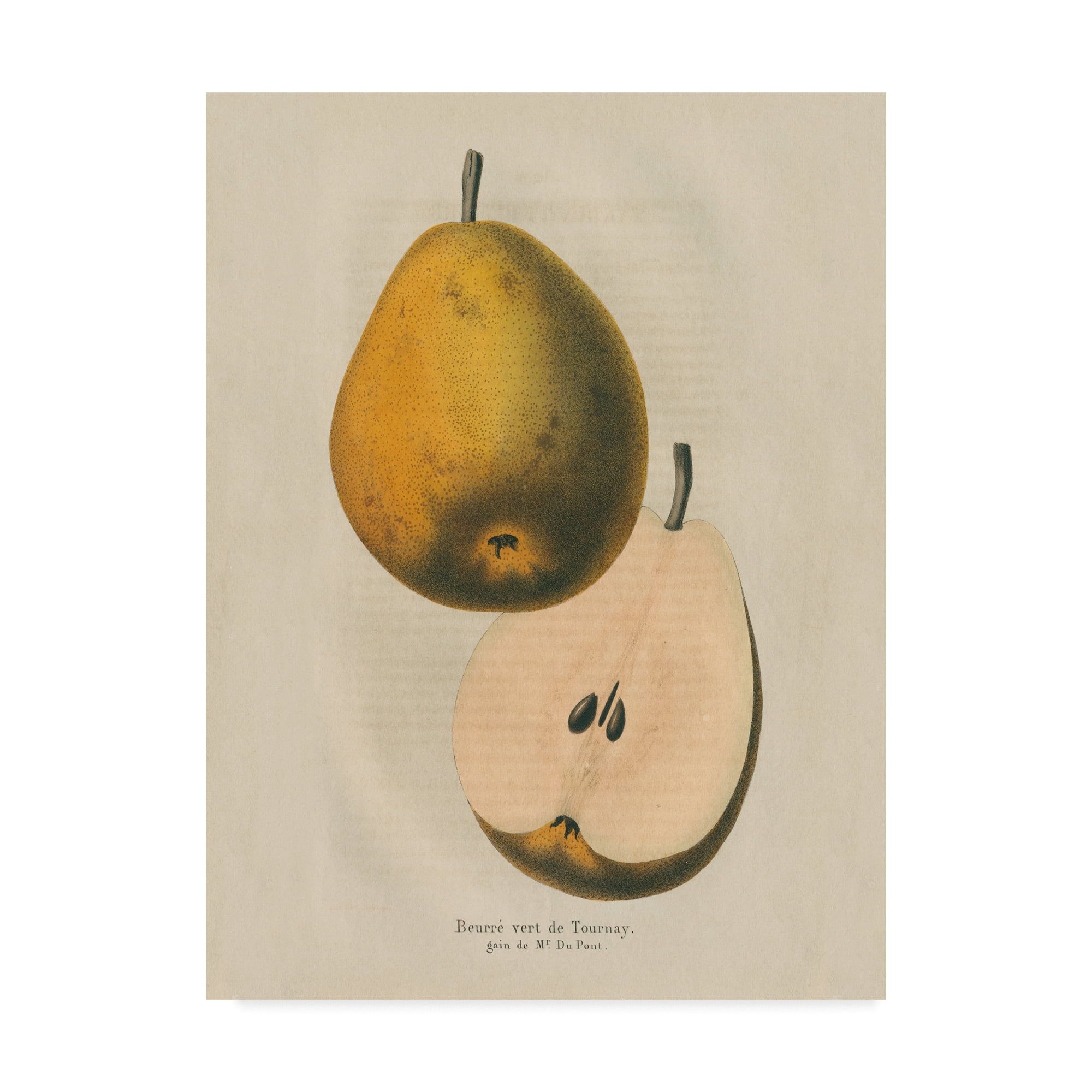 Vintage Golden Pear Illustration Gallery-Wrapped Canvas Art 14 x 19