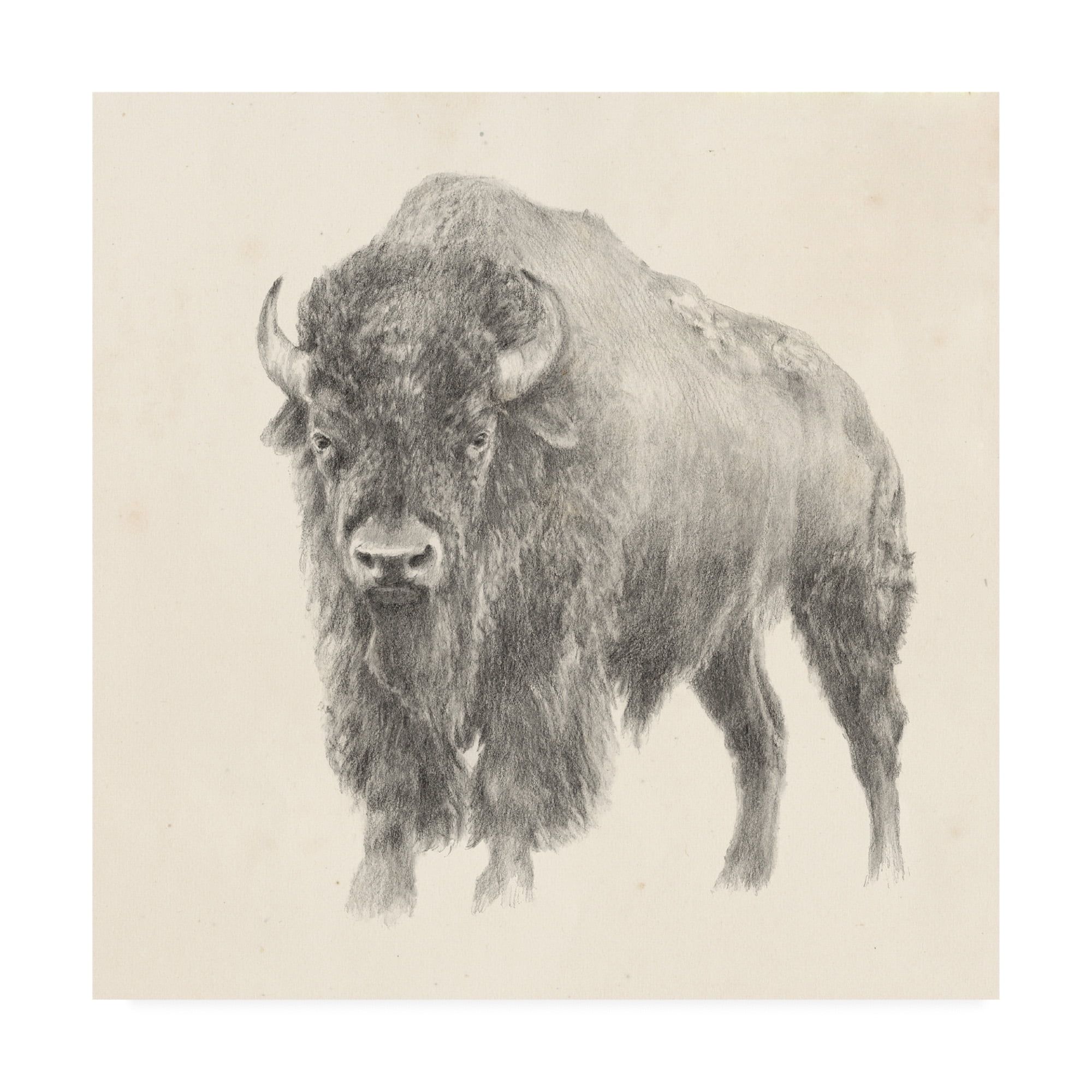 Ethan Harper 18x18 Gray Western Bison Canvas Art