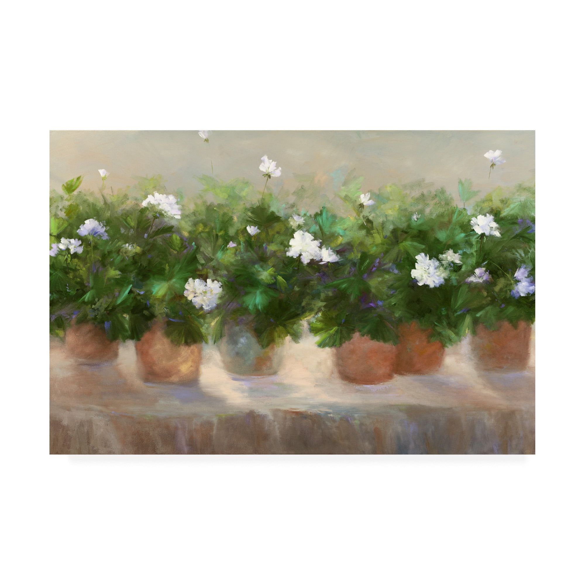 White Geraniums in Terracotta Pots Canvas Print