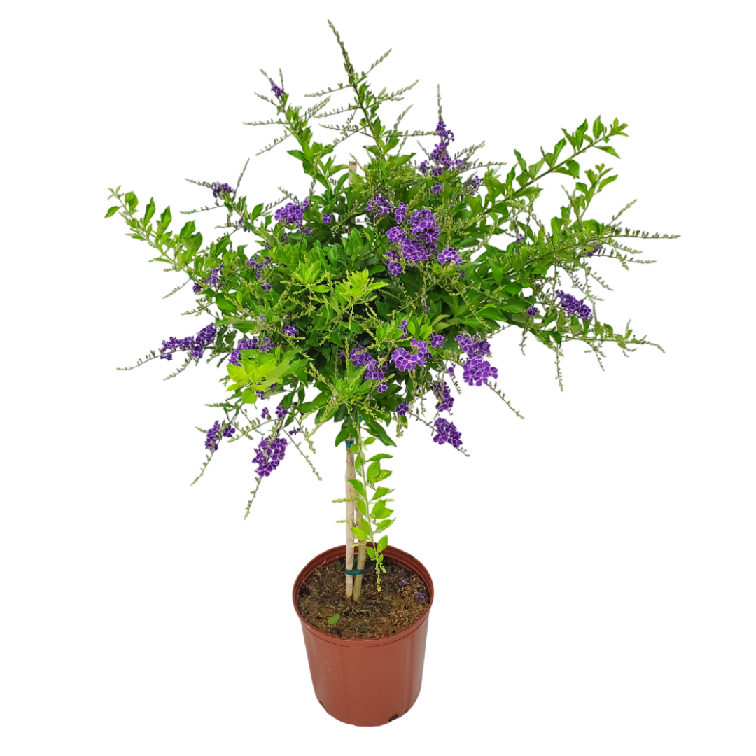 Sapphire Showers Duranta Tree with Purple Flowers in Nursery Pot