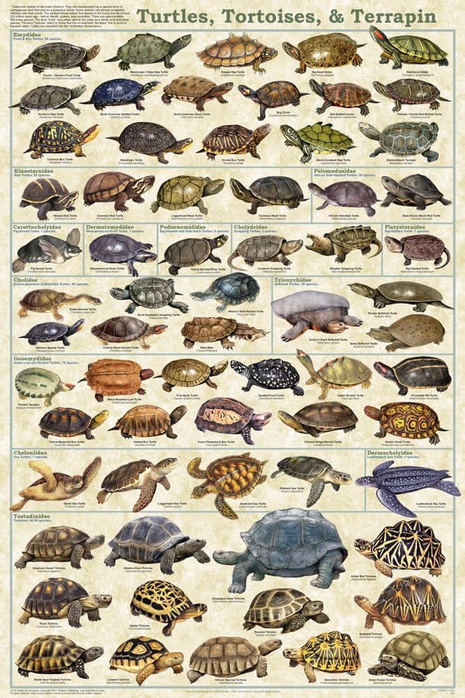 Laminated Turtles, Tortoises, and Terrapin Educational Chart Poster