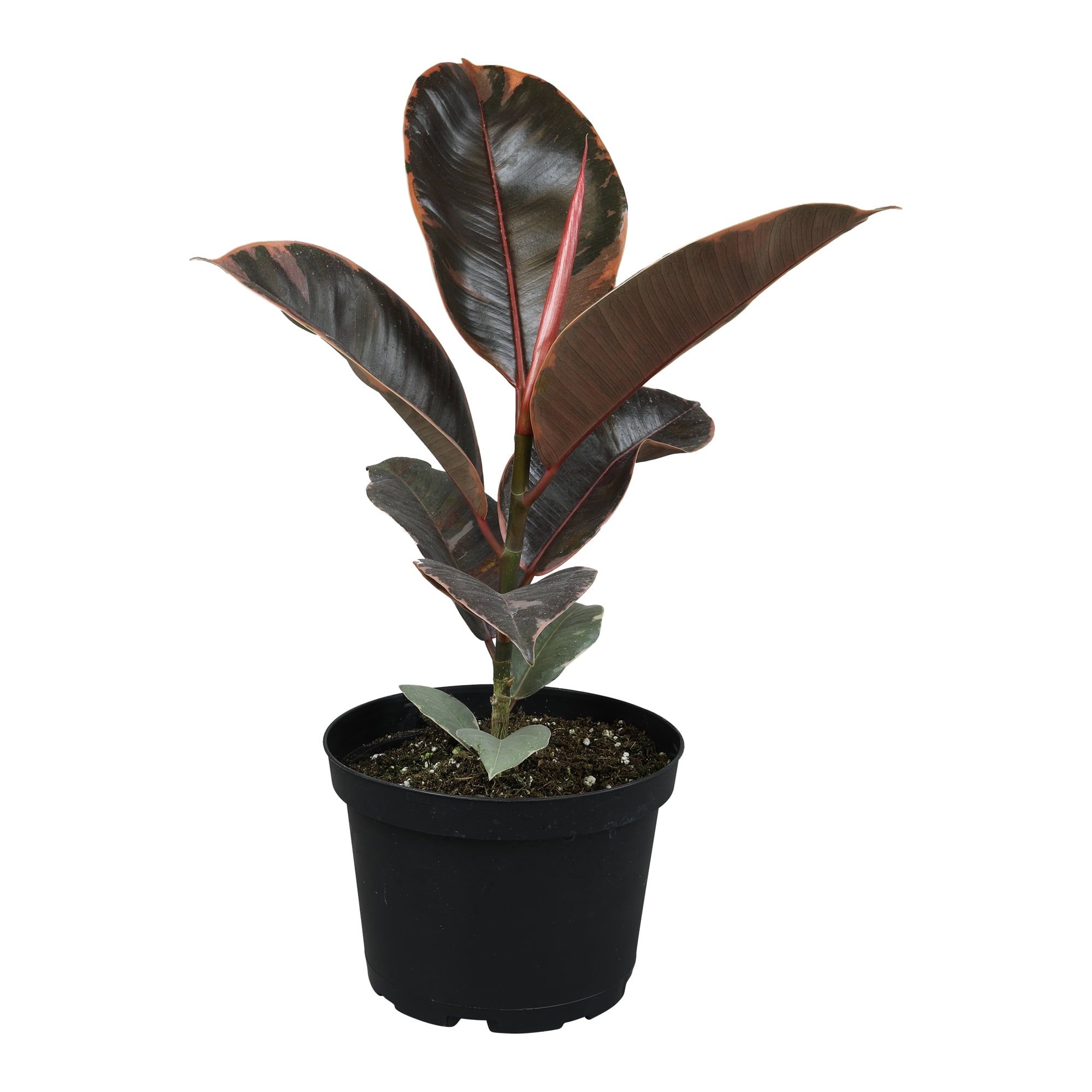 Variegated Ficus Ruby Rubber Tree in White Planter