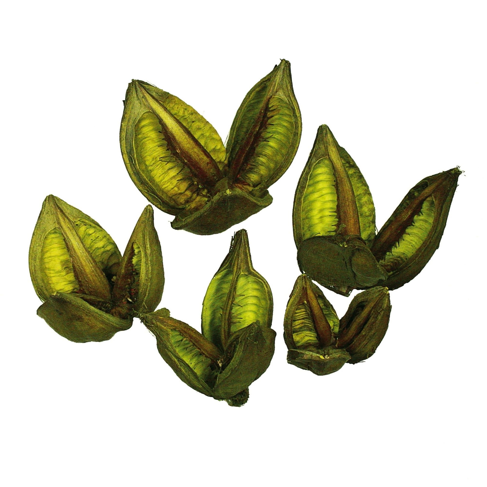 Light Basil Dried Sora Pods Tabletop Centerpiece