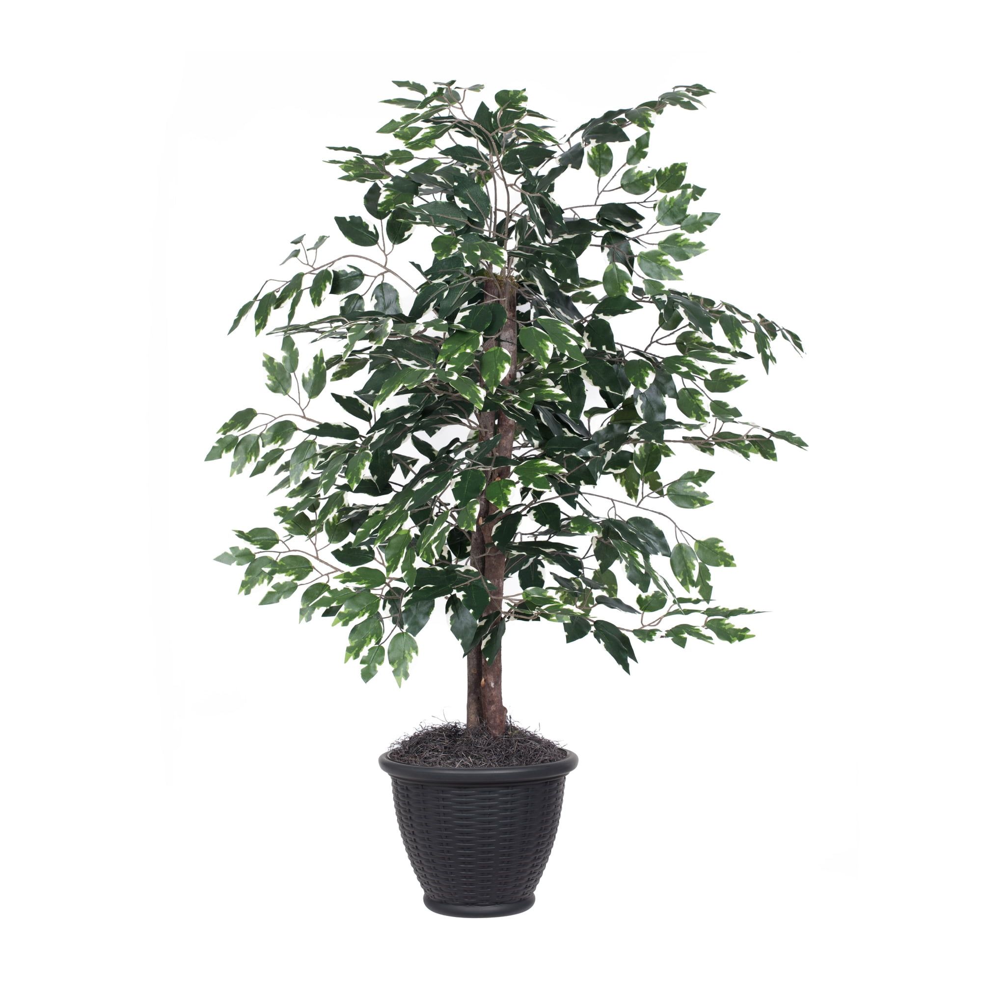 Patriotic 4' Variegated Ficus in Gray Plastic Pot for Indoor Decor