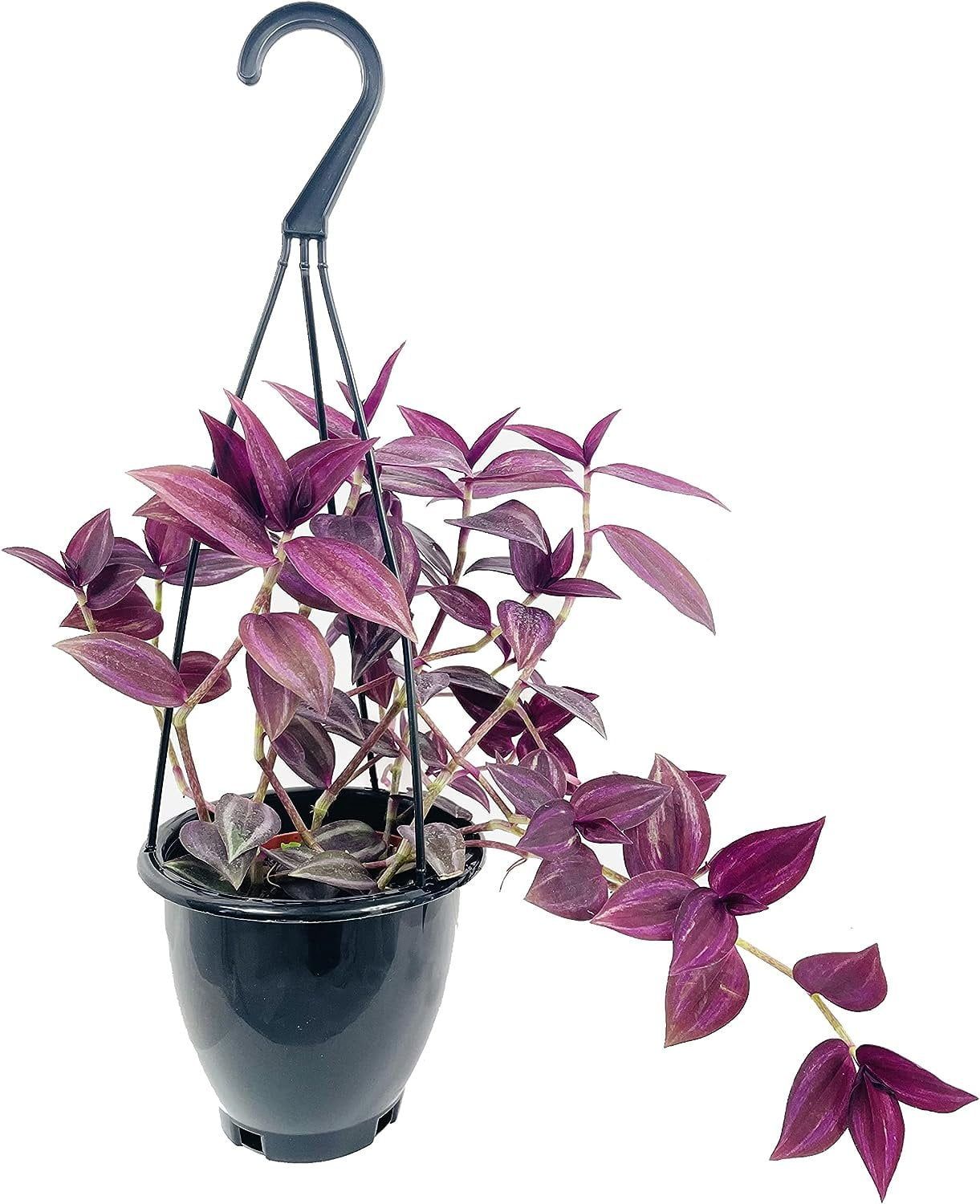 Petite Tradescantia Hanging Basket - 4" Indoor Air-Purifying Plant