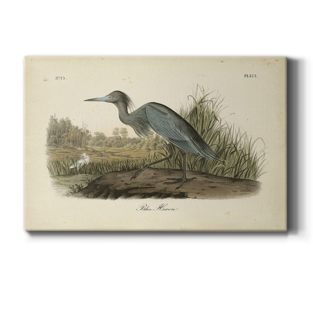 Audubon's Blue Heron Canvas Art with Solid Wood Frame