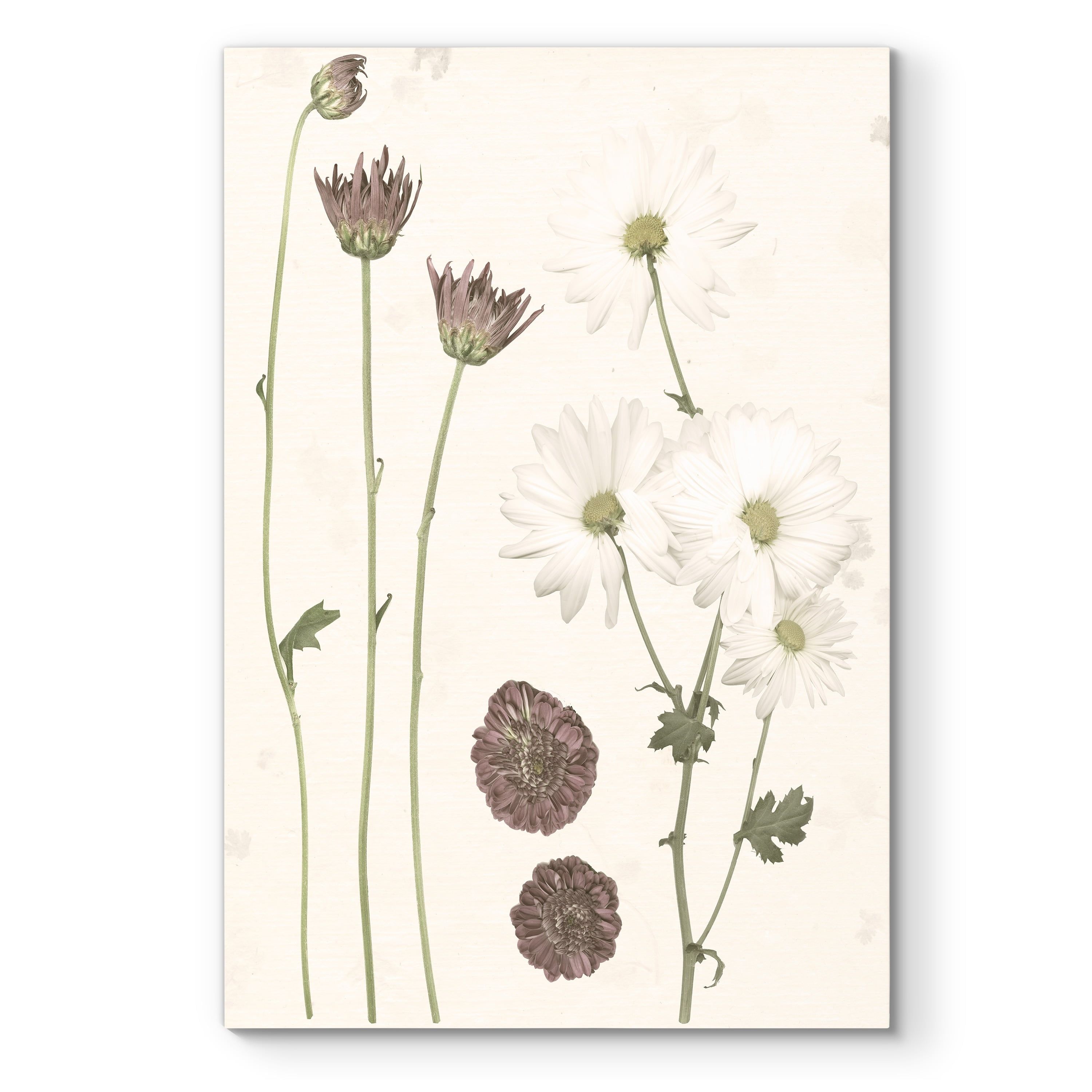 Pressed Blooms IV White and Purple Canvas Art 8x12