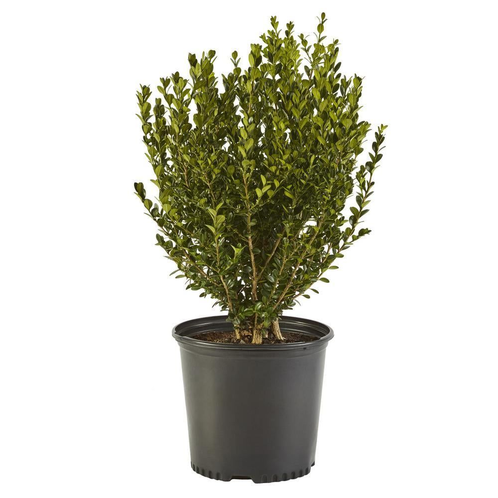 Wintergreen Boxwood 2.5 Quart Evergreen Shrub