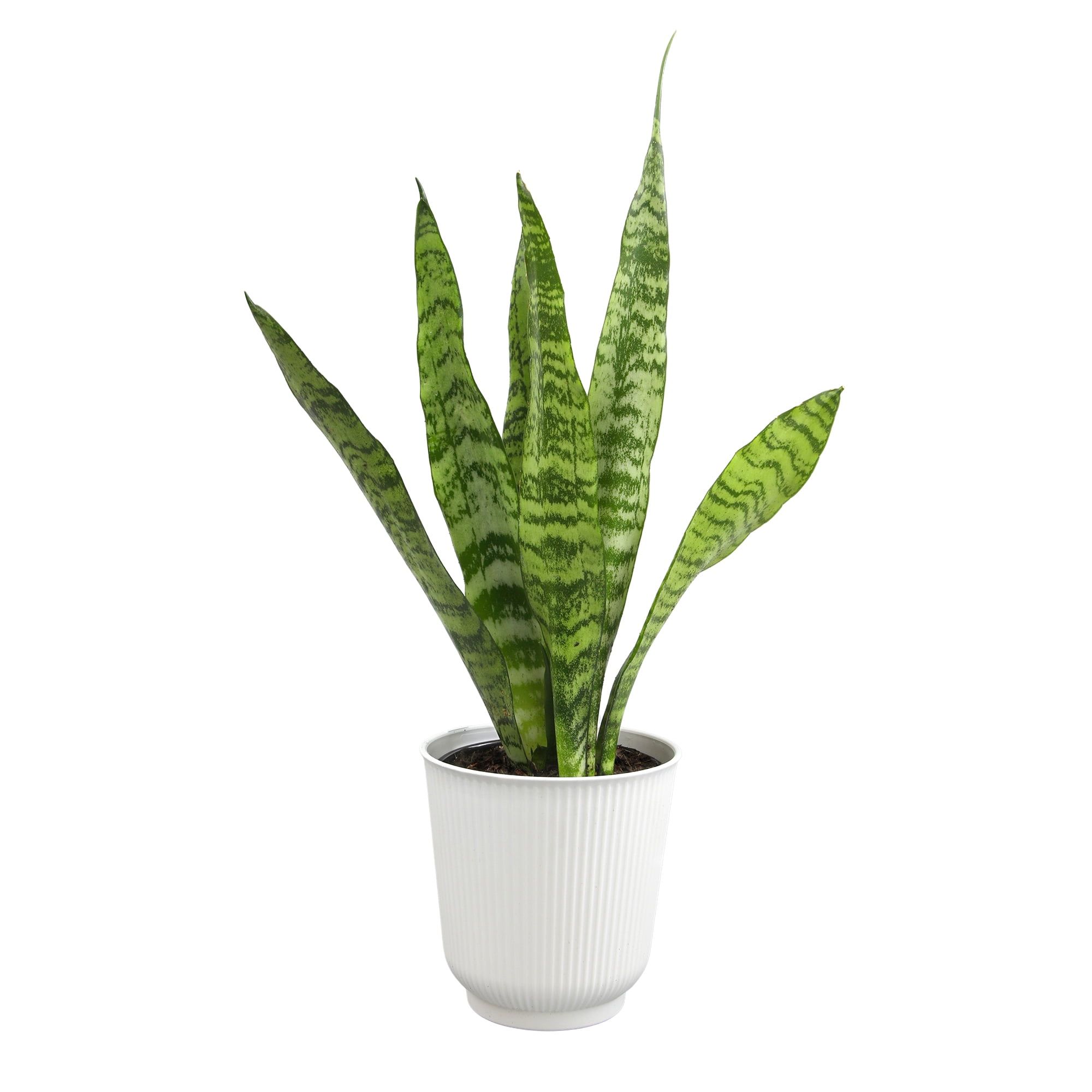 Large Green Snake Plant in White Planter