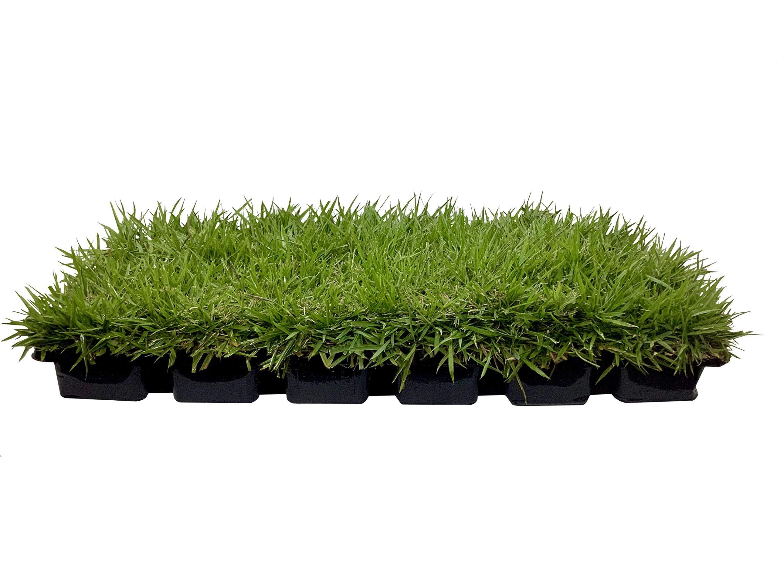 Large Square Zoysia Sod Plugs Tray for Lush Green Lawn