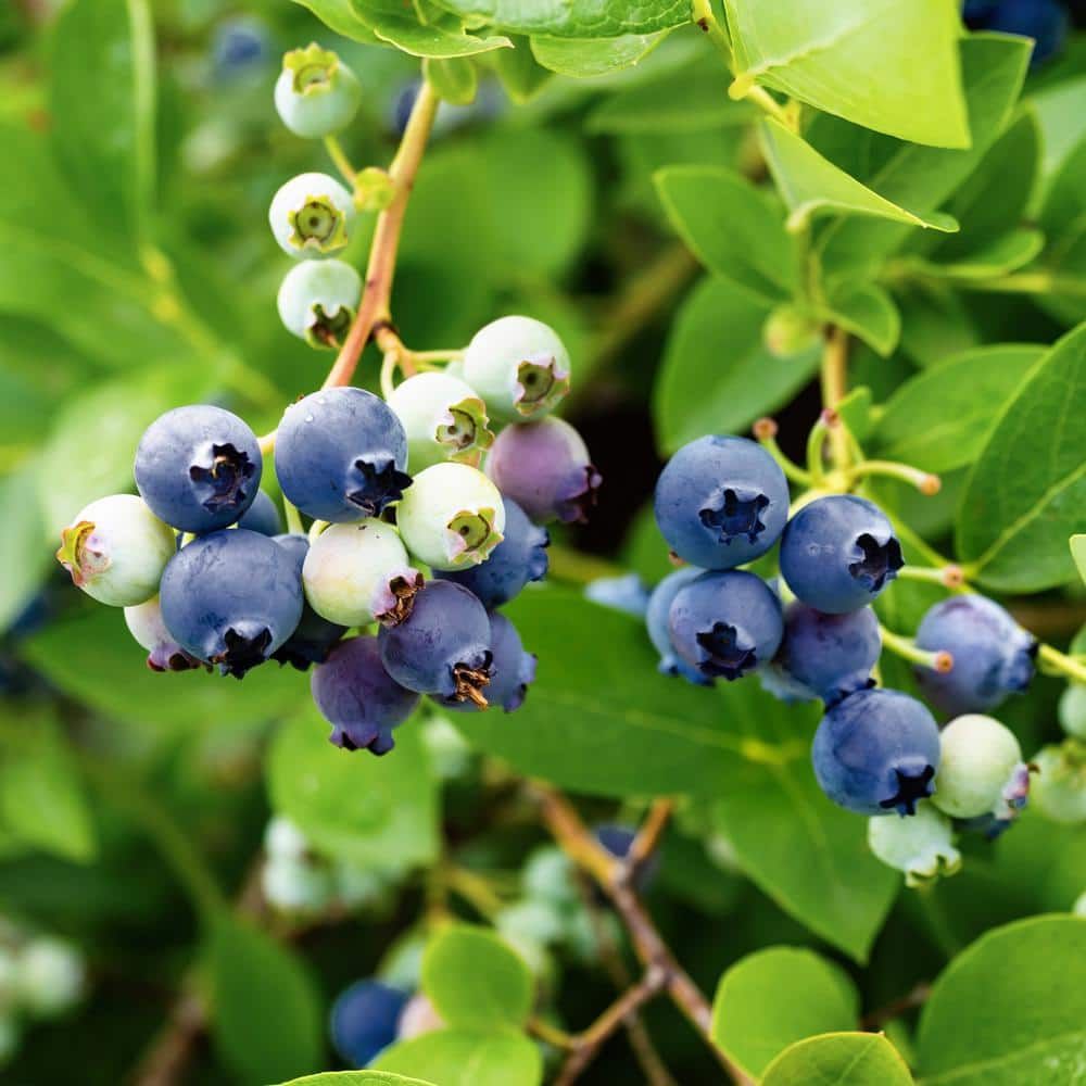 Sapphire Cascade Blueberry Plant with Lush Green Foliage