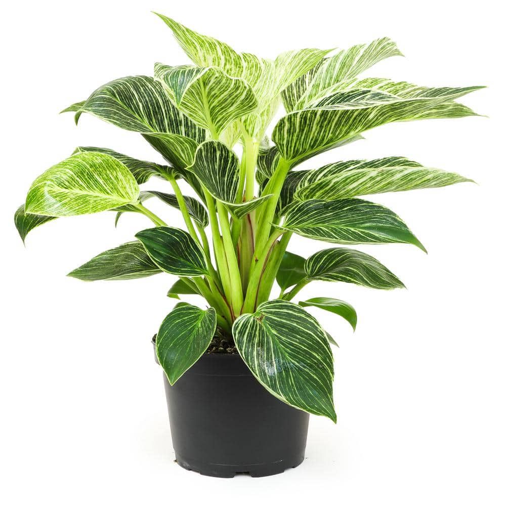 Philodendron Birkin Indoor Plant in Black Plastic Planter