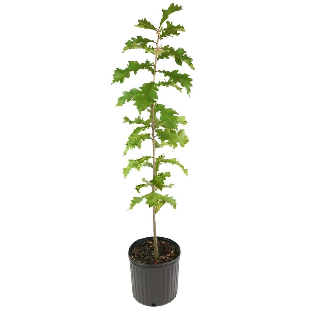 2.25 Gallon Swamp White Oak Tree with Dark Green Leaves