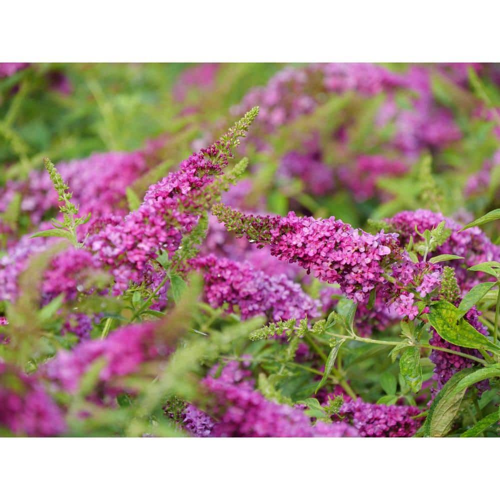 4.5 in. Ruby Chip Butterfly Bush with Magenta-Ruby Flowers