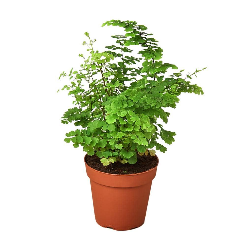 Black Maidenhair Fern in Terracotta Grower Pot