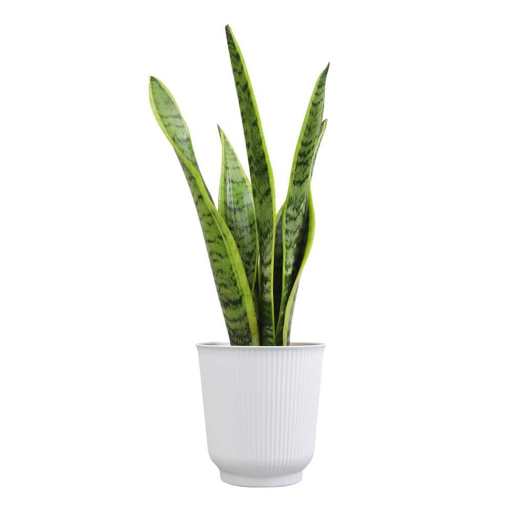 Large Green Snake Plant in White Planter