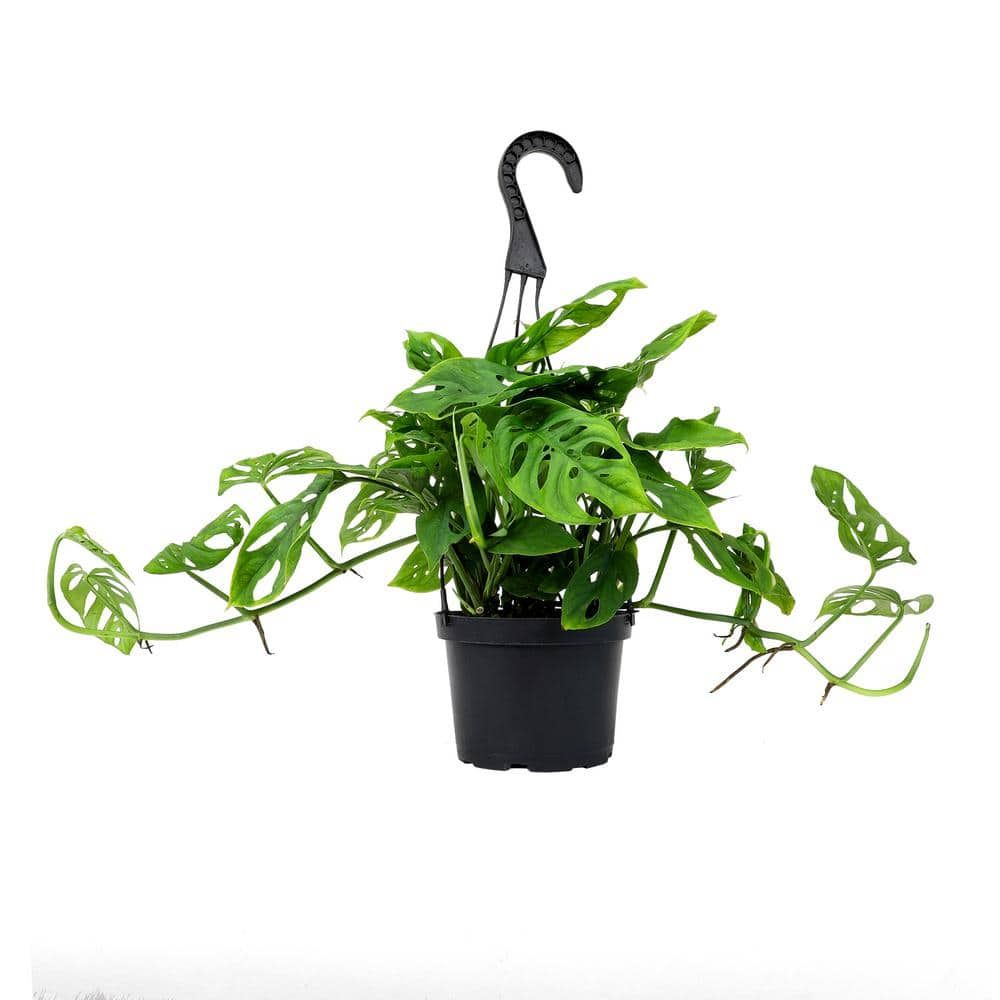 6-Inch Monstera Swiss Cheese Vine Hanging Basket