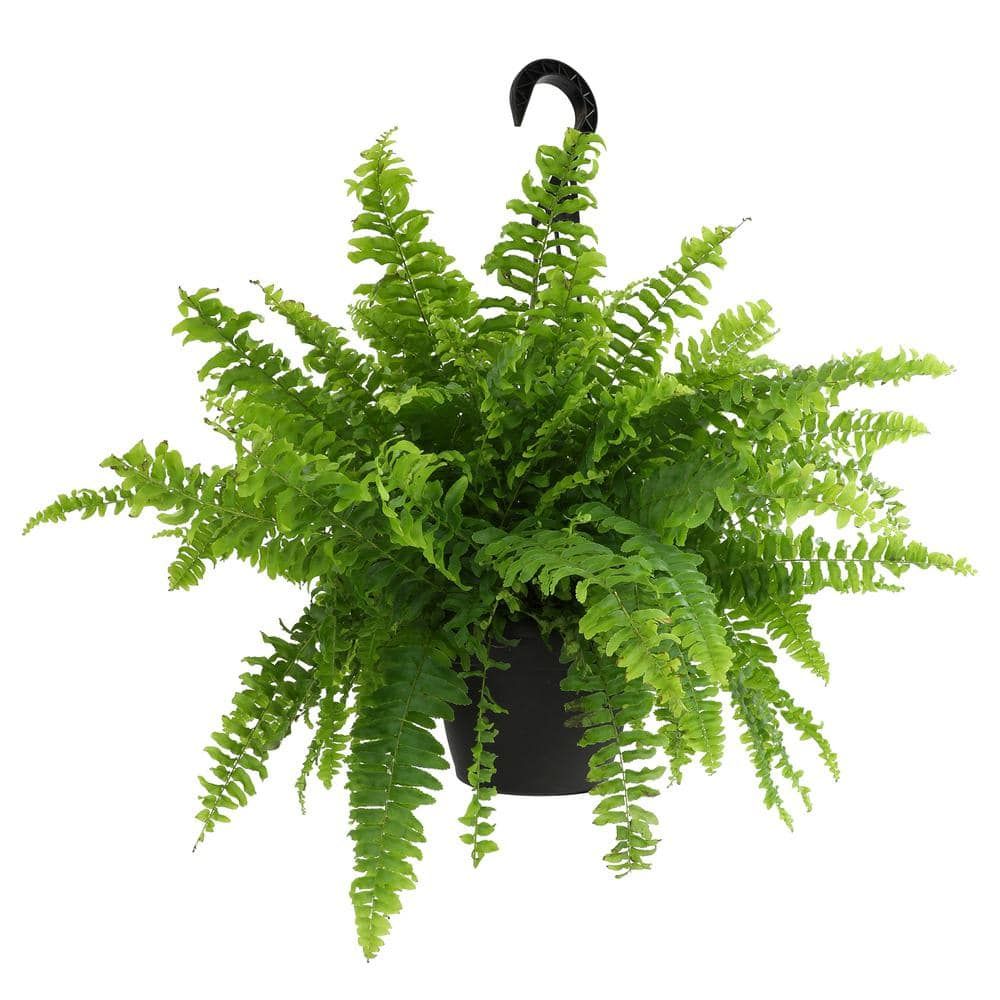 24-inch Boston Fern in Black Plastic Hanging Planter