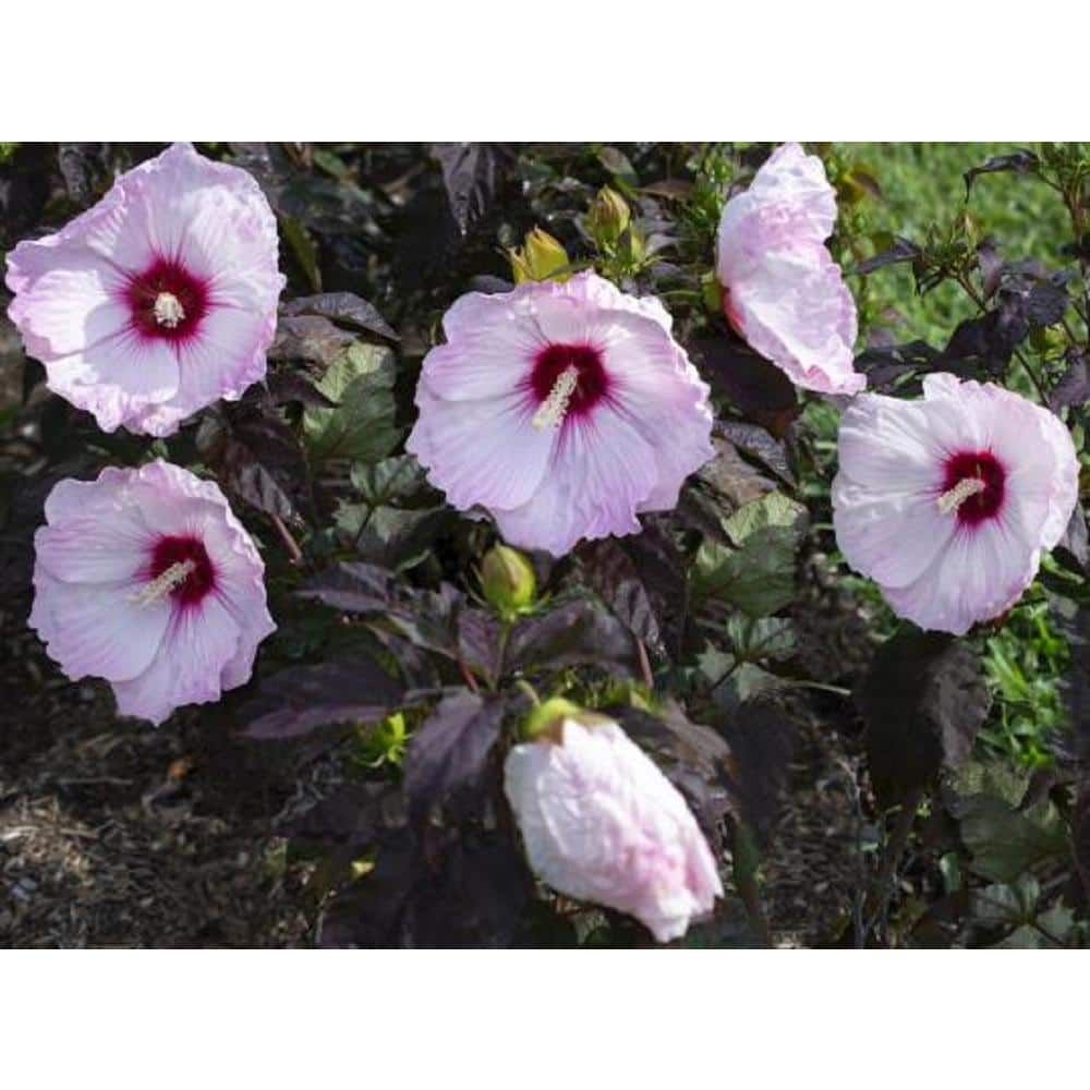 Blush Pink Hibiscus Plant with Dark Burgundy Foliage