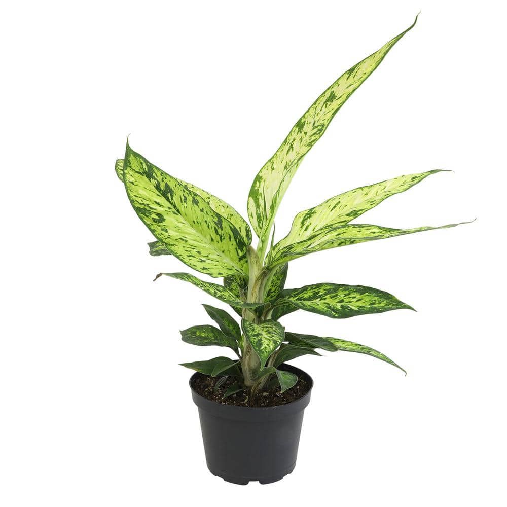 Large Green and Yellow Dieffenbachia Starbright in Black Pot