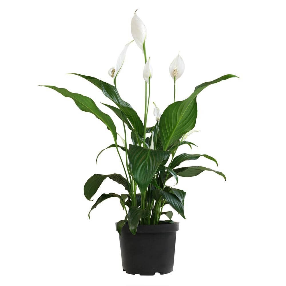 48-Inch White Peace Lily in Black Plastic Planter