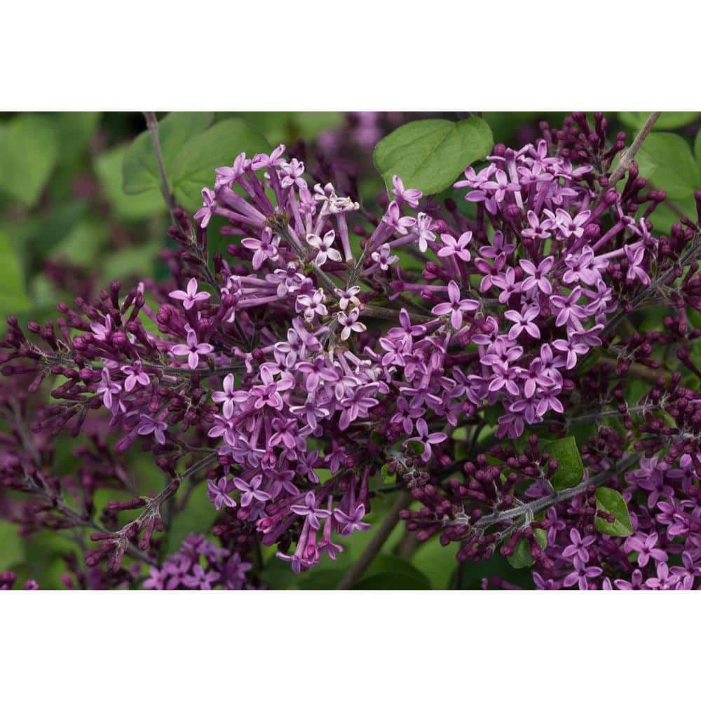 4.5 in. Dark Purple Reblooming Lilac Live Shrub