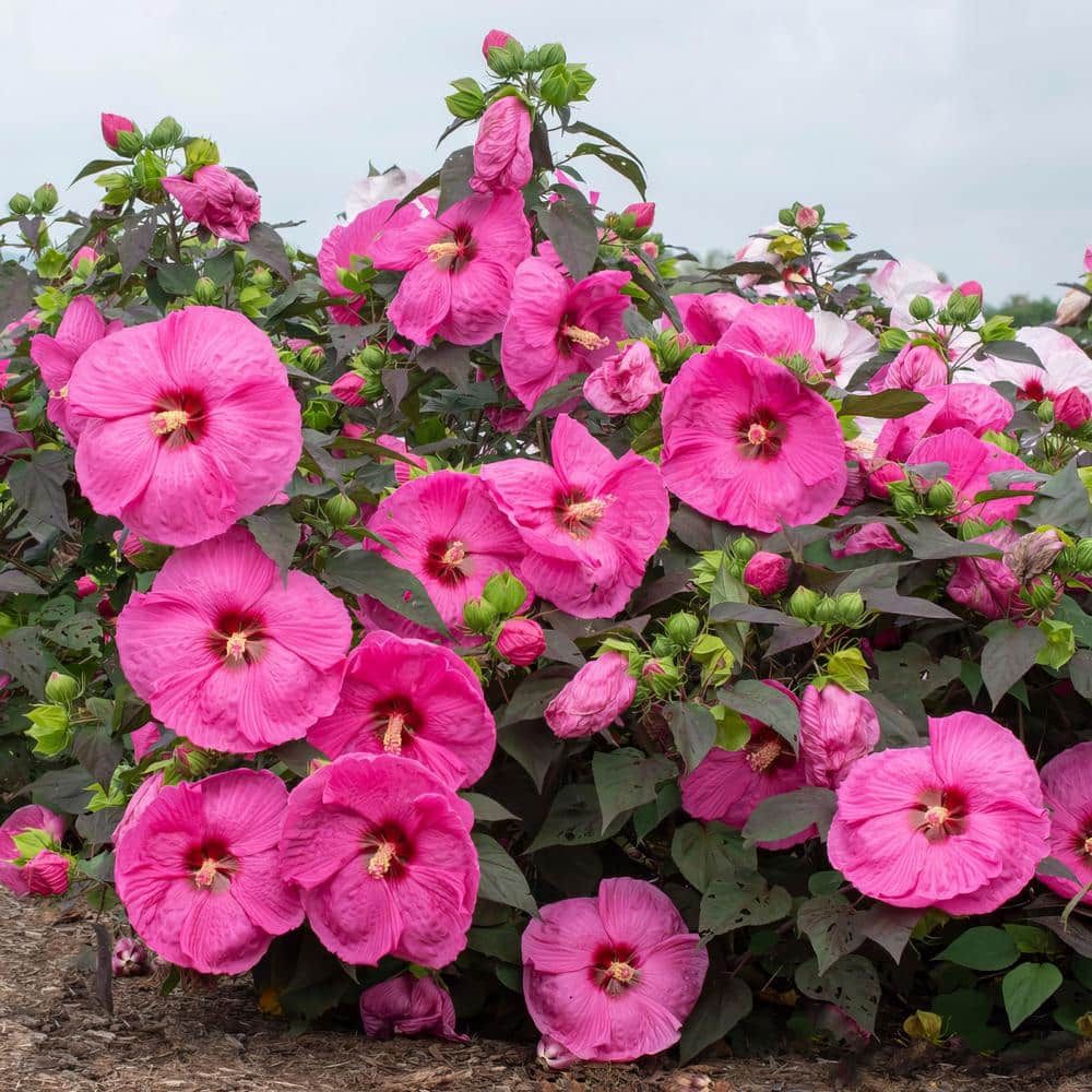 Vibrant Pink Hibiscus Plant with Dark Burgundy Foliage