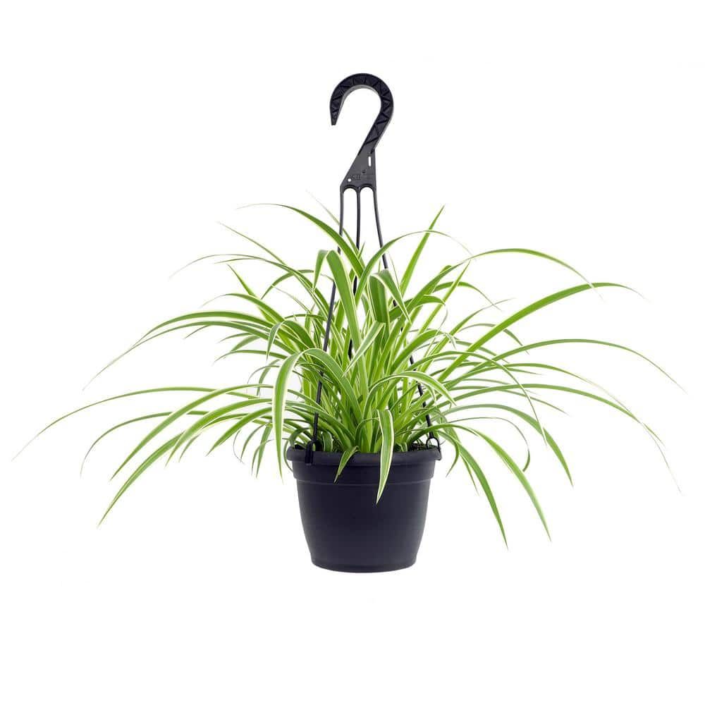 12-Inch Green and White Spider Plant in Black Plastic Hanging Planter