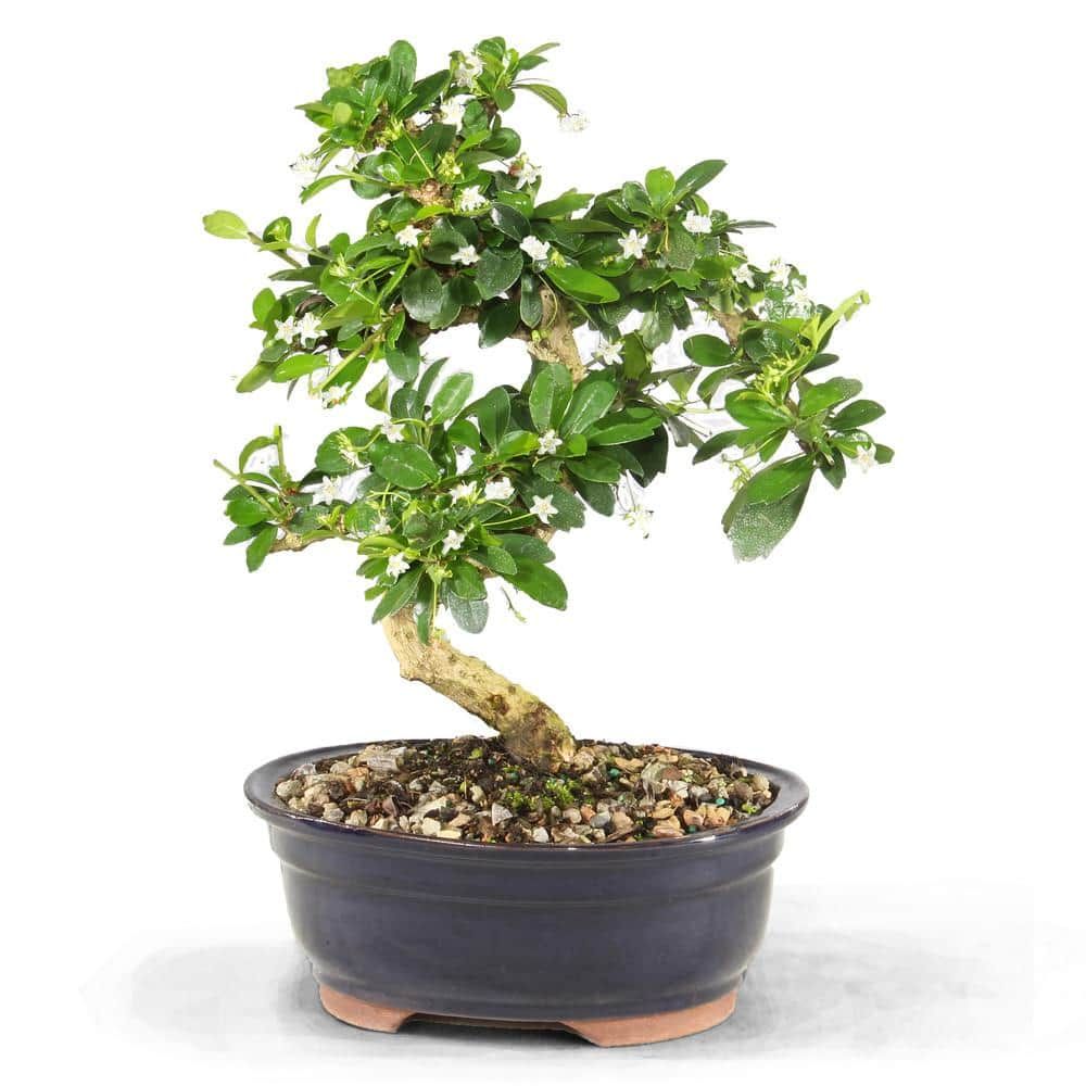 Medium Fukien Tea Bonsai Tree with Ceramic Pot