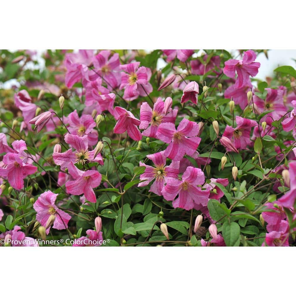 Pink Mink Clematis Trailing Flowering Shrub, 4.5 in. Quart