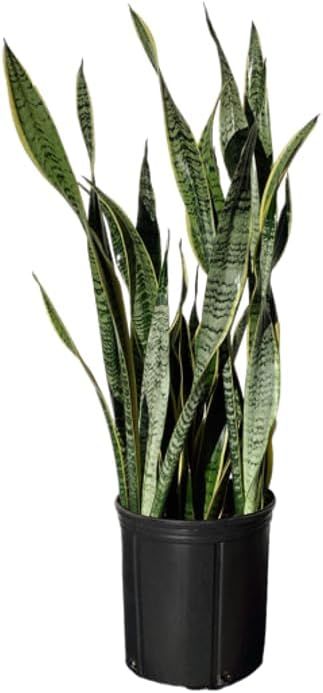 Sansevieria Laurentii Indoor/Outdoor Plant in Black Pot, Green and Yellow