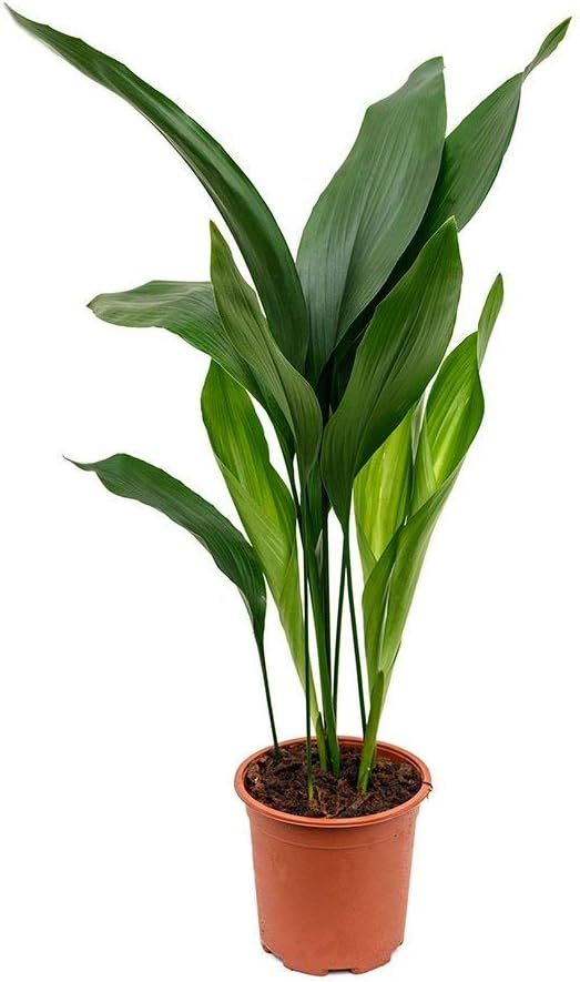 Aspidistra Elatior Cast Iron Plant in 6-Inch Pot