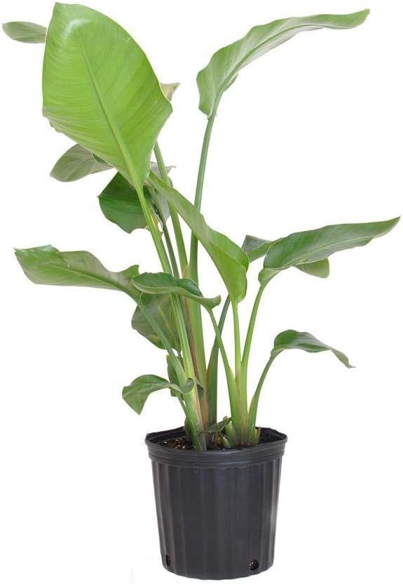 Giant White Bird of Paradise in Black Pot