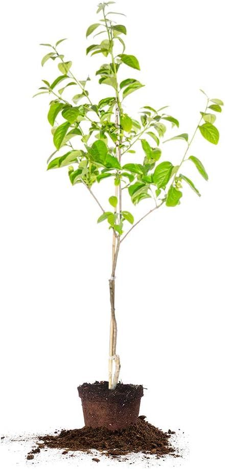 Fuyu Asian Persimmon Tree 4-5 ft with Green Foliage