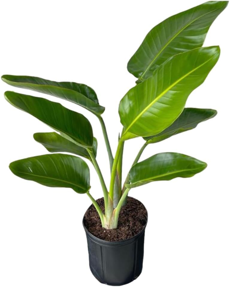 White Bird of Paradise Tropical Houseplant in Black Grower Pot