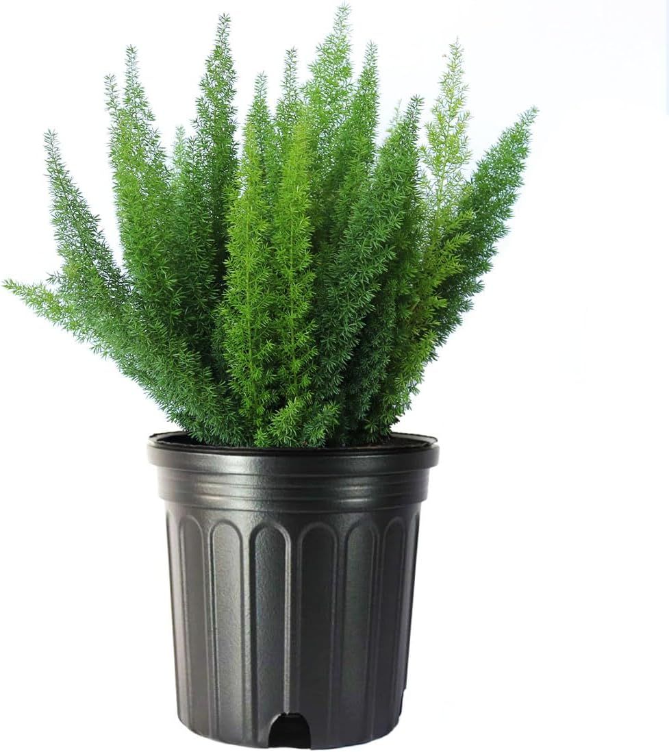 Large Green Foxtail Fern in Black Pot for Indoor and Outdoor Decor