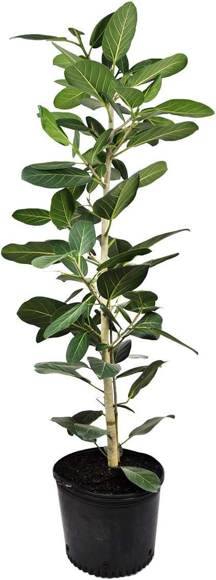 Ficus Audrey Column Live Plant in 10 Inch Pot