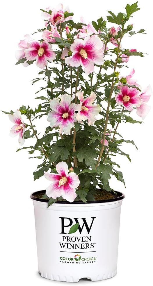 Paraplu Pink Ink Hibiscus in 2-Gallon Container