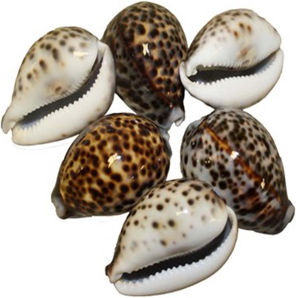 Tiger Cowries Natural Brown Sea Shells, 7-8 cm, Set of 6