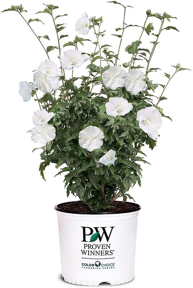 2 Gallon White Pillar Rose of Sharon Hibiscus Shrub