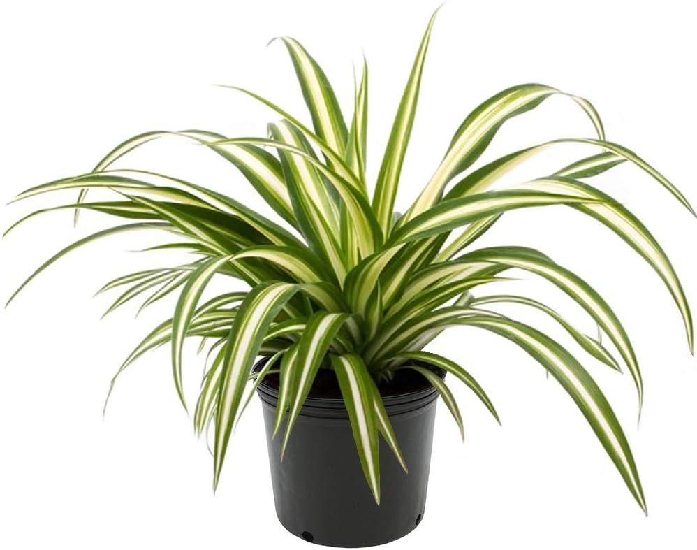 Variegated Green and White Spider Plant in 6" Pot