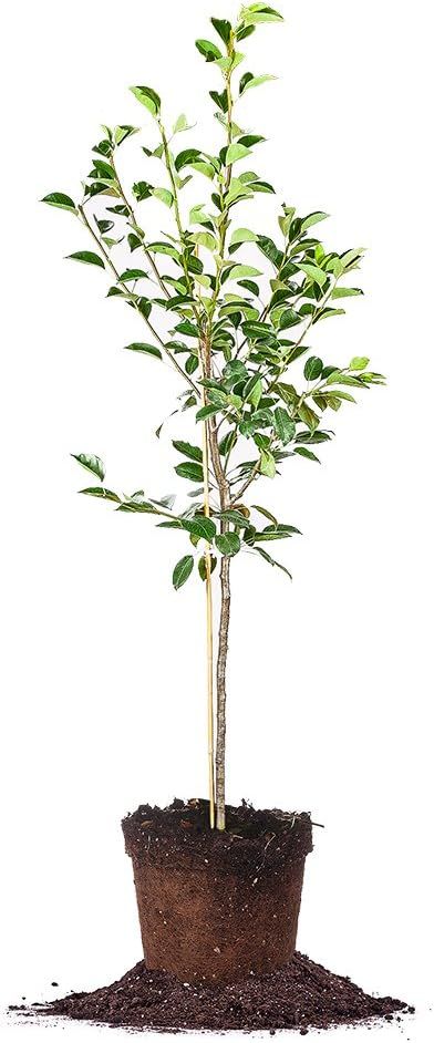 Kieffer Pear Tree 5-6 ft with White Flowers