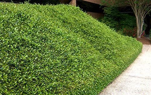 Asiatic Jasmine Minima 2" Evergreen Groundcover Shrub - 60 Live Plants