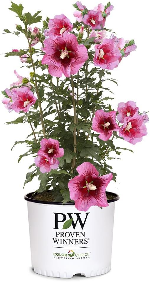 2 Gallon Red Pillar Hibiscus with Dark Pink Flowers