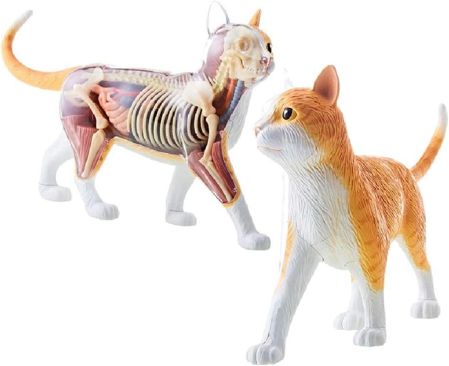 Multicolor 11.5" Cat Anatomy Model with Detachable Parts