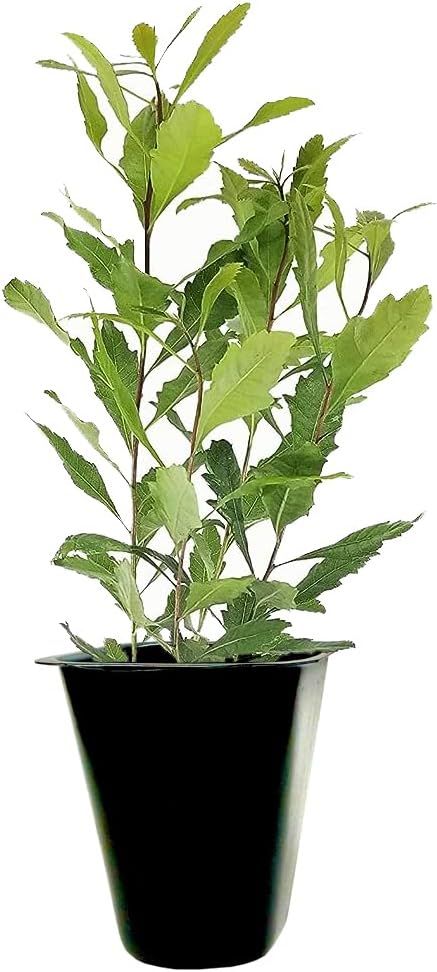 Wax Myrtle 3-Count Olive-Green Aromatic Evergreen Shrubs