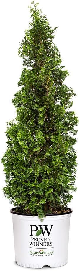 2-Gallon Dark Green Arborvitae Evergreen Shrub